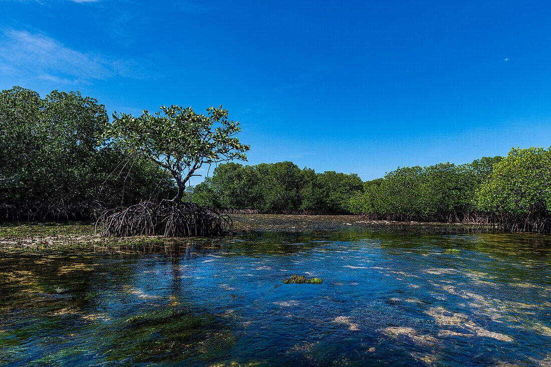 Swamps in Grande Santa Cruz Island, Zamboanga, Mindanao, Philippines, Southeast Asia, Asia