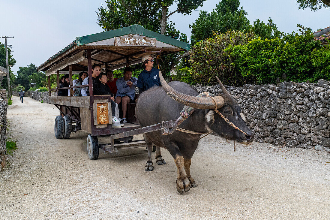 Ox carriage on Taketomi Island National Park, Ishigaki, Yaeyama island group, Japan, Asia