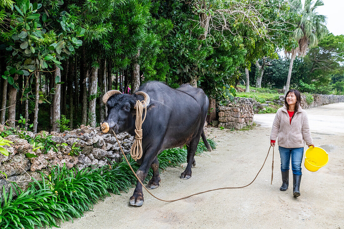 Water buffalo on his way home, Taketomi Island National Park, Ishigaki, Yaeyama island group, Japan, Asia