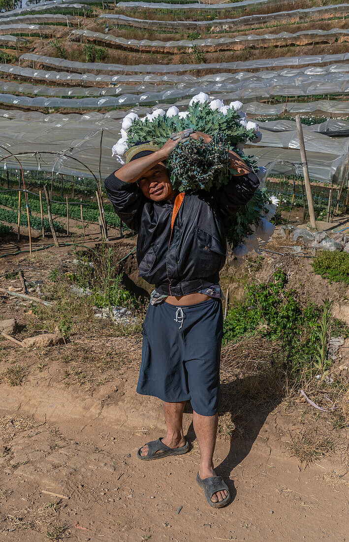 First nation Karen farmer working in fruit and flower polytunnels in Mae Hong Son province, Thailand, Southeast Asia, Asia