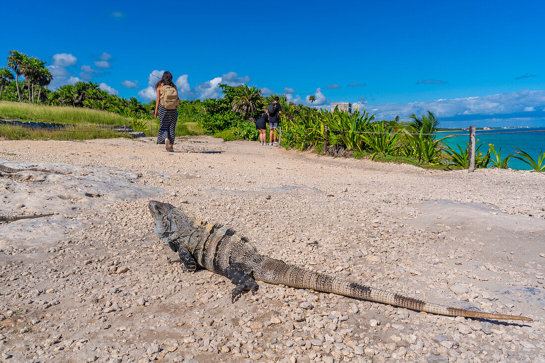 View of iguana and tourists at Mayan Temple ruins, Tulum, Quintana Roo, Caribbean Coast, Yucatan Peninsula, Riviera Maya, Mexico, North America