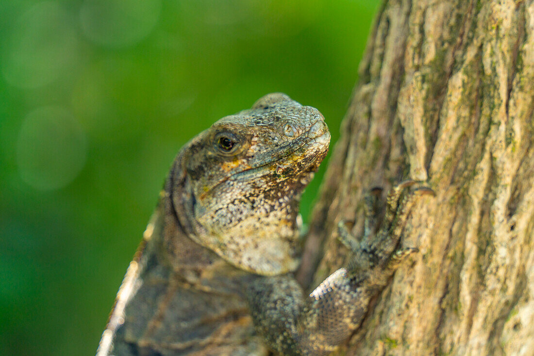 View of large iguana, Tulum, Quintana Roo, Caribbean Coast, Yucatan Peninsula, Riviera Maya, Mexico, North America