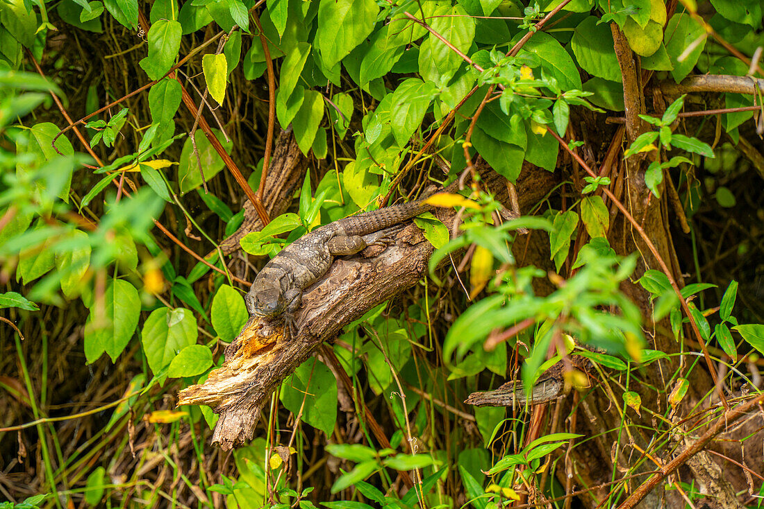 Blick auf Baby-Leguan im Unterholz bei Puerto Morelos, Quintana Roo, Karibikküste, Halbinsel Yucatan, Riviera Maya, Mexiko, Nordamerika