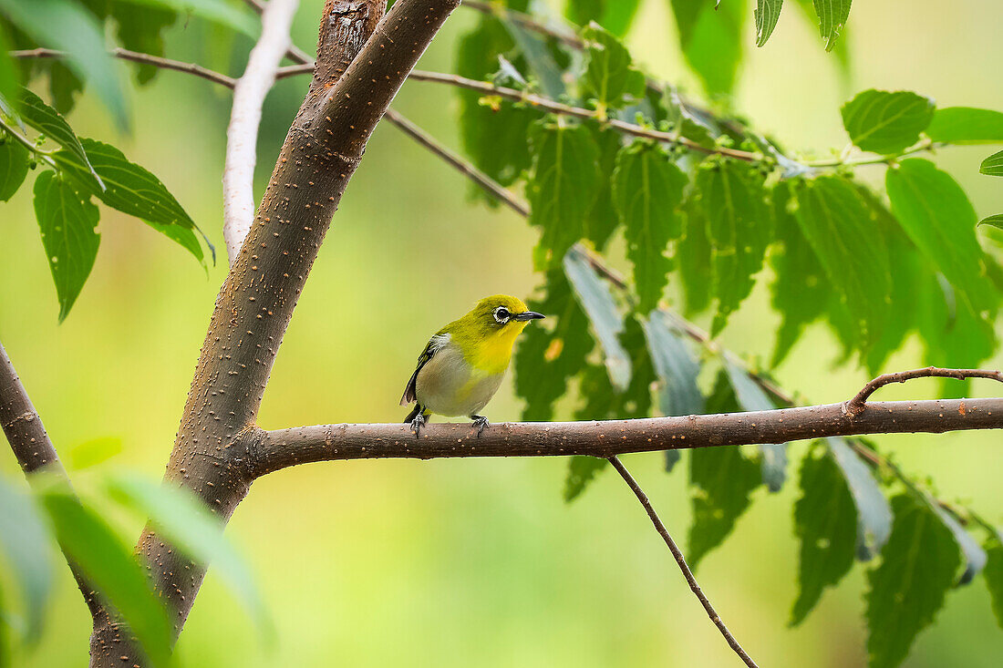 Zwitscherbrillenvogel (Zosterops japonicus) (Japan- oder Bergbrillenvogel), ein kleiner Sperlingsvogel mit oliv-gelber Färbung, Gunung Lokon, Tomohon, Nordsulawesi, Indonesien, Südostasien, Asien