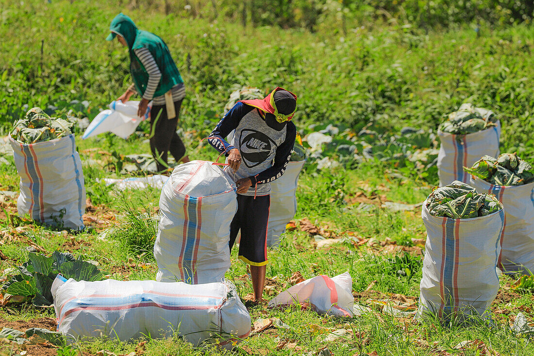 Pflücker verpacken Kohlköpfe, die auf fruchtbarem Vulkanboden in der Nähe des Mount Mahawu, einem aktiven Vulkan in der Nähe der Stadt Tomohon, Gunung Mahawu, Tomohon, Nordsulawesi, Indonesien, Südostasien, Asien, angebaut werden