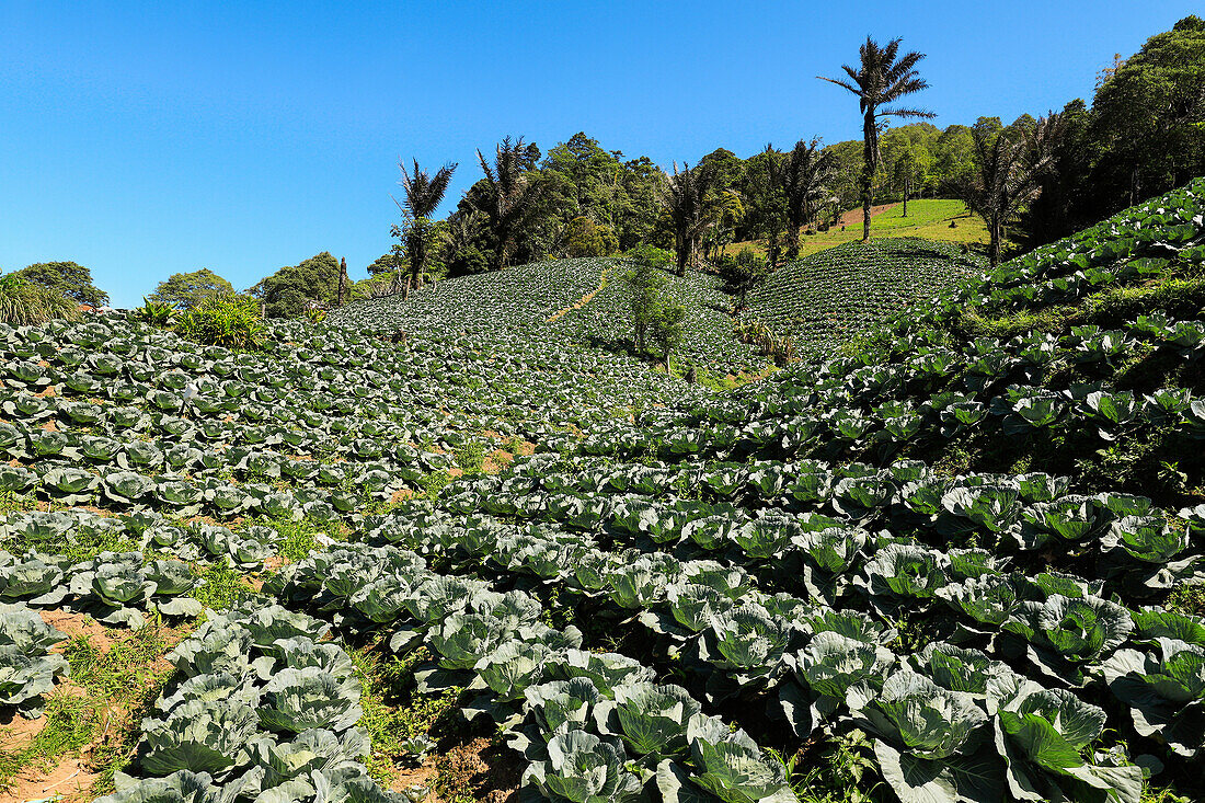 Cabbages growing in fertile volcanic soil fields near Mount Mahawu, an active stratovolcano near Tomohon city. Gunung Mahawu, Tomohon, North Sulawesi, Indonesia