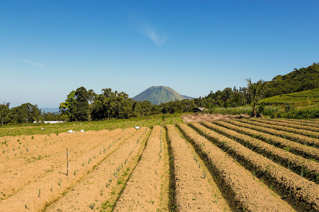 Fertile volcanic soil fields with Mount Lokon peak, an active stratovolcano beyond, near Tomohon city, Gunung Lokon, Tomohon, North Sulawesi, Indonesia, Southeast Asia, Asia