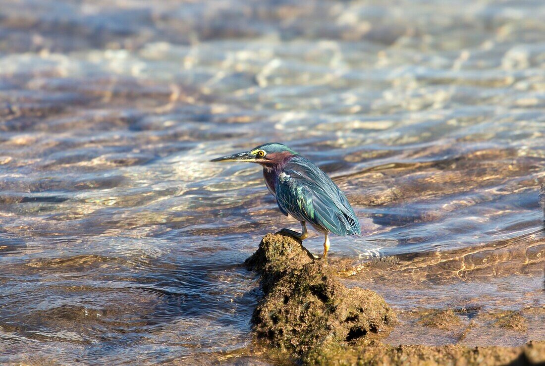 Green Heron (butorides virescens), Bermuda, North Atlantic, North America