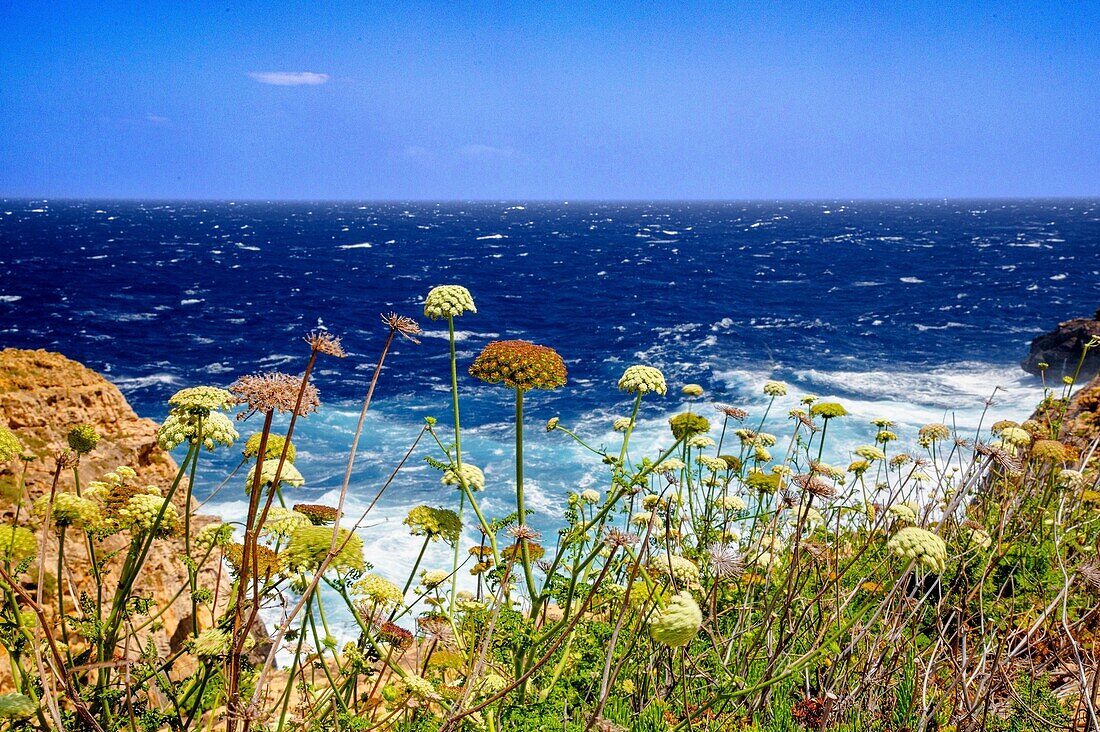 Wildblumen an der Nordküste von Gozo, Malta, Mittelmeer, Europa