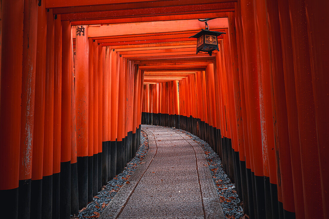 Der Tunnel des roten Torii-Tors am Fushimi Inari Taisha-Schrein in Kyoto, Honshu, Japan, Asien