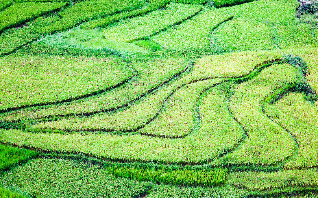 Reisfelder in Sa Pa, Lao Cai, Vietnam, Indochina, Südostasien, Asien