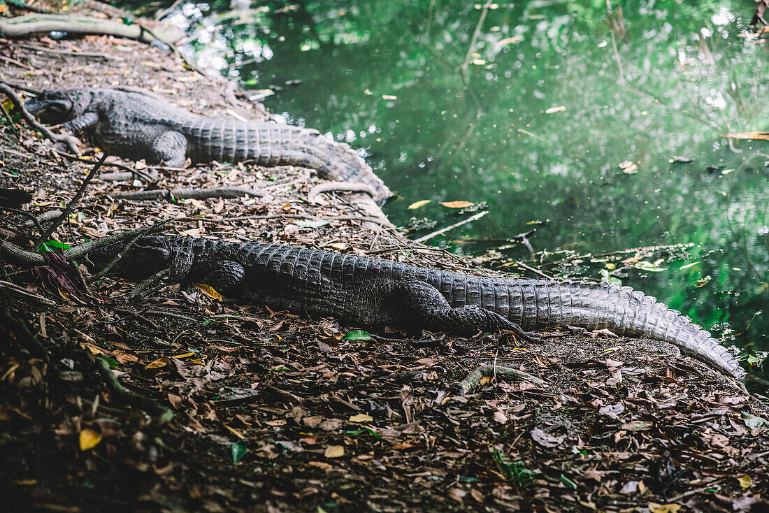 Zwei imposante Alligatoren, die sich am mit Blättern übersäten Ufer eines Flusses, umgeben von dichtem Grün, in einem natürlichen Lebensraum in Recreio dos Bandeirantes, Rio de Janeiro, Brasilien, Südamerika, entspannen