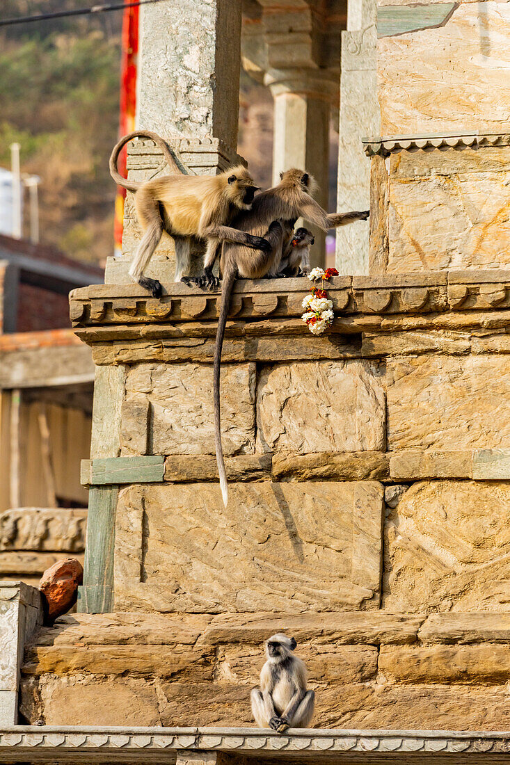 Affen am Panna Meena ka Kund, Jaipur, Rajasthan, Indien, Asien