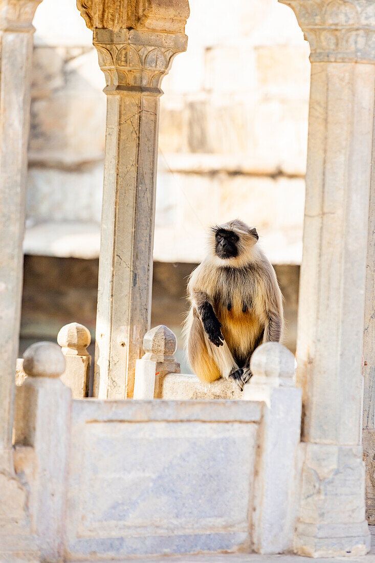 Affen am Panna Meena ka Kund, Jaipur, Rajasthan, Indien, Asien