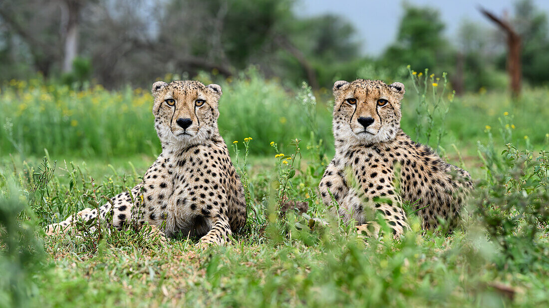 Gepard, Südafrika, Afrika