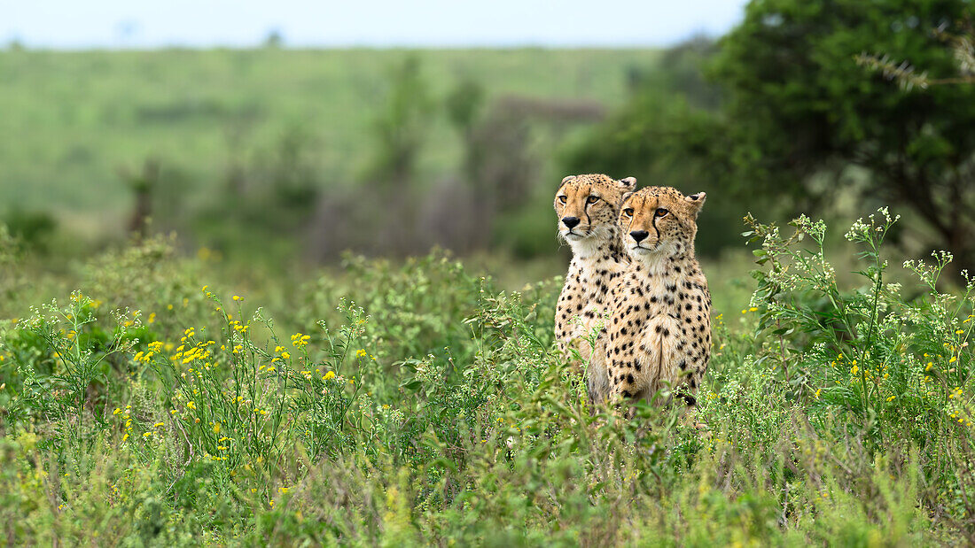 Gepard, Südafrika, Afrika