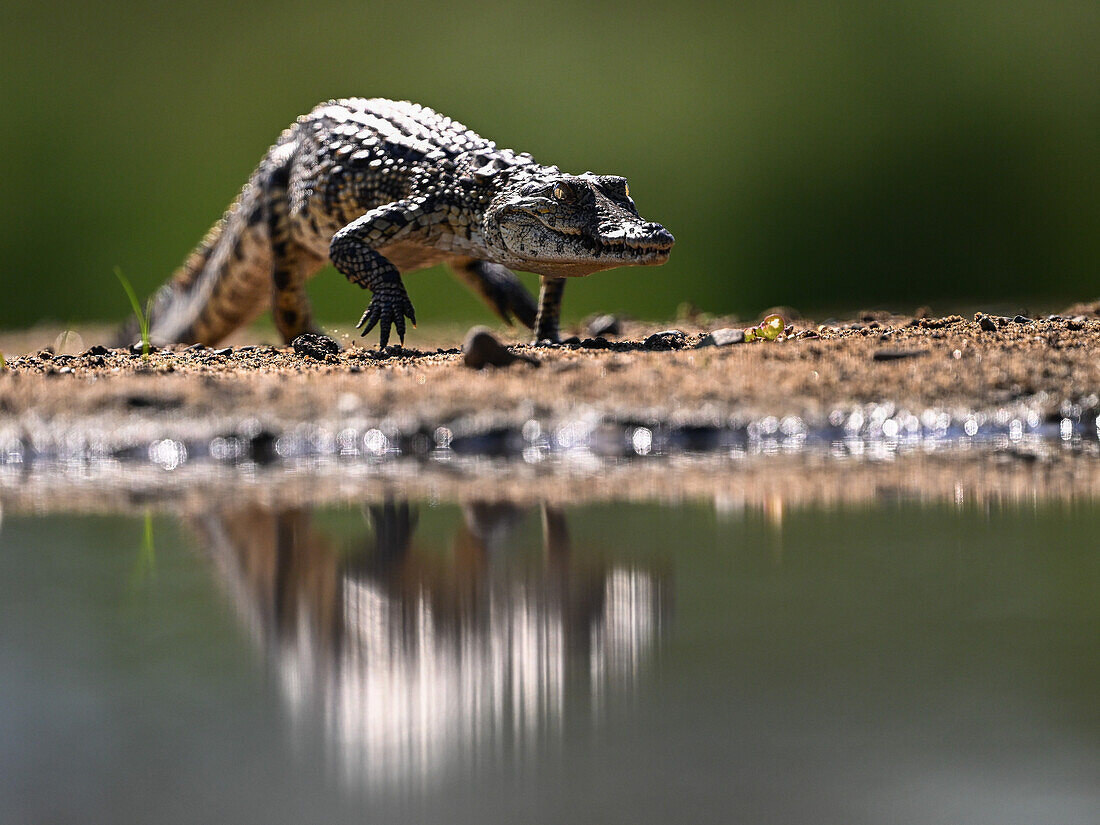 Crocodile on the march, South Africa, Africa