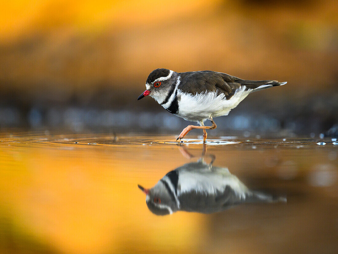 Three Banded Plover, South Africa, Africa