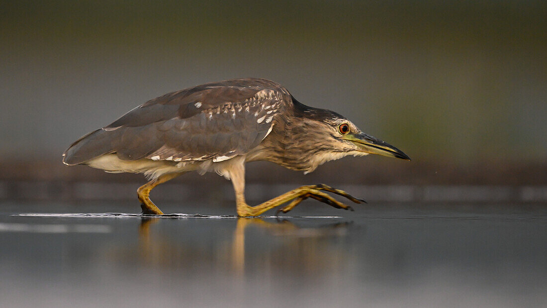 Night Heron fishing, South Africa, Africa