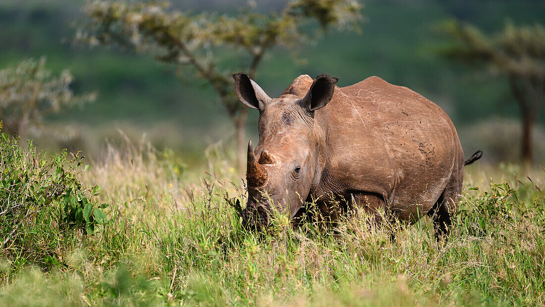 White Rhino, South Africa, Africa