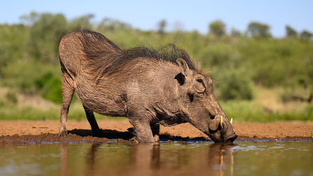 Warzenschwein, Süd-Afrika, Afrika