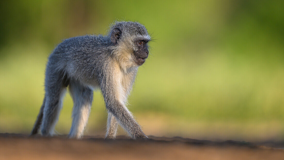 Langur (Vervet) Affe, Südafrika, Afrika