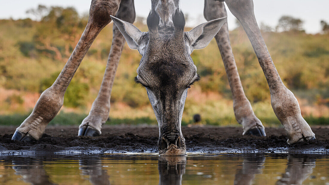 Giraffe at waterhole, South Africa, Africa