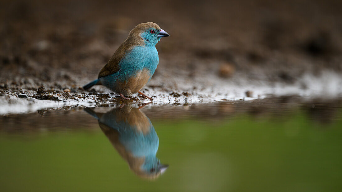 Blue Waxbill reflection, South Africa, Africa