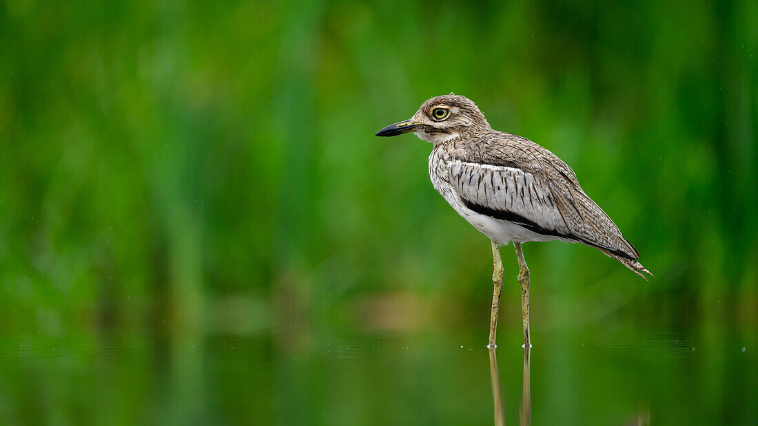 Thick-knee, South Africa, Africa