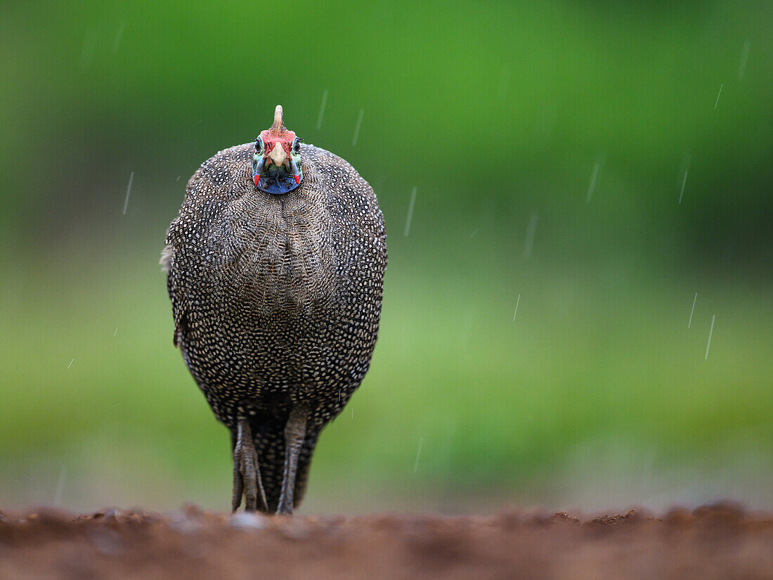 Helmeted Guinea Fowl in rain, South Africa, Africa