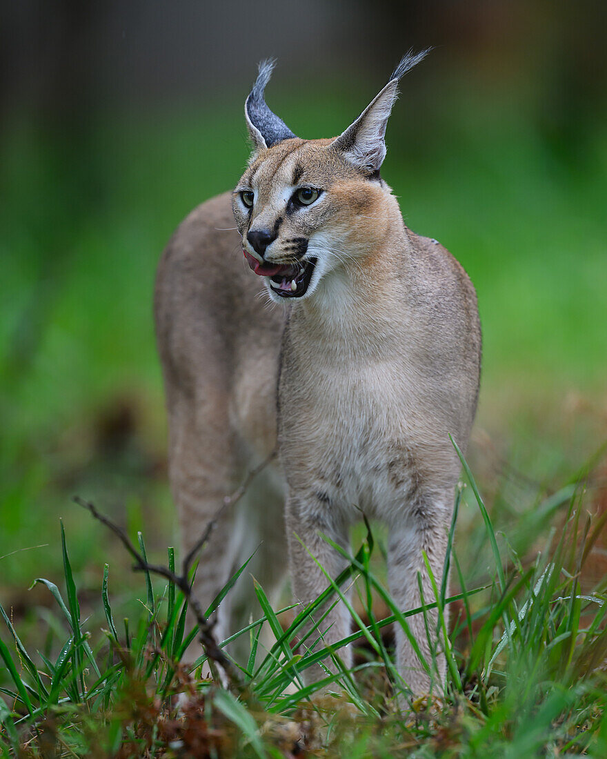 Caracal, South Africa, Africa