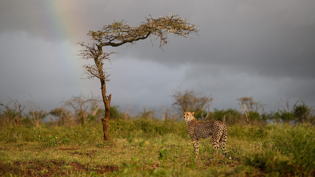 Gepard, Südafrika, Afrika