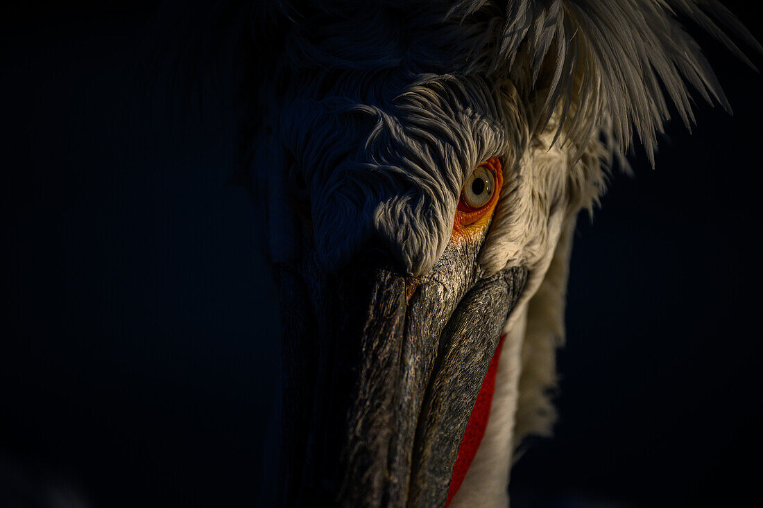 Dalmation Pelican, Lake Kerkini, Central Macdonia, Greece, Europe