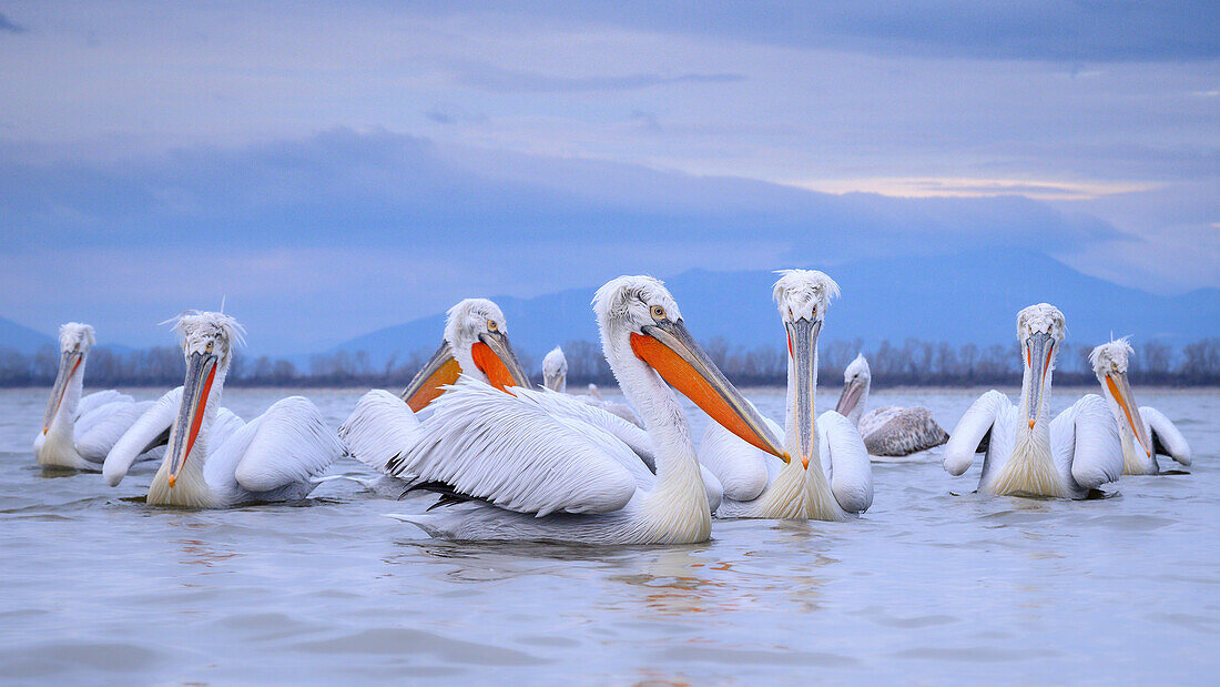 Dalmation Pelican, Lake Kerkini, Central Macdonia, Greece, Europe