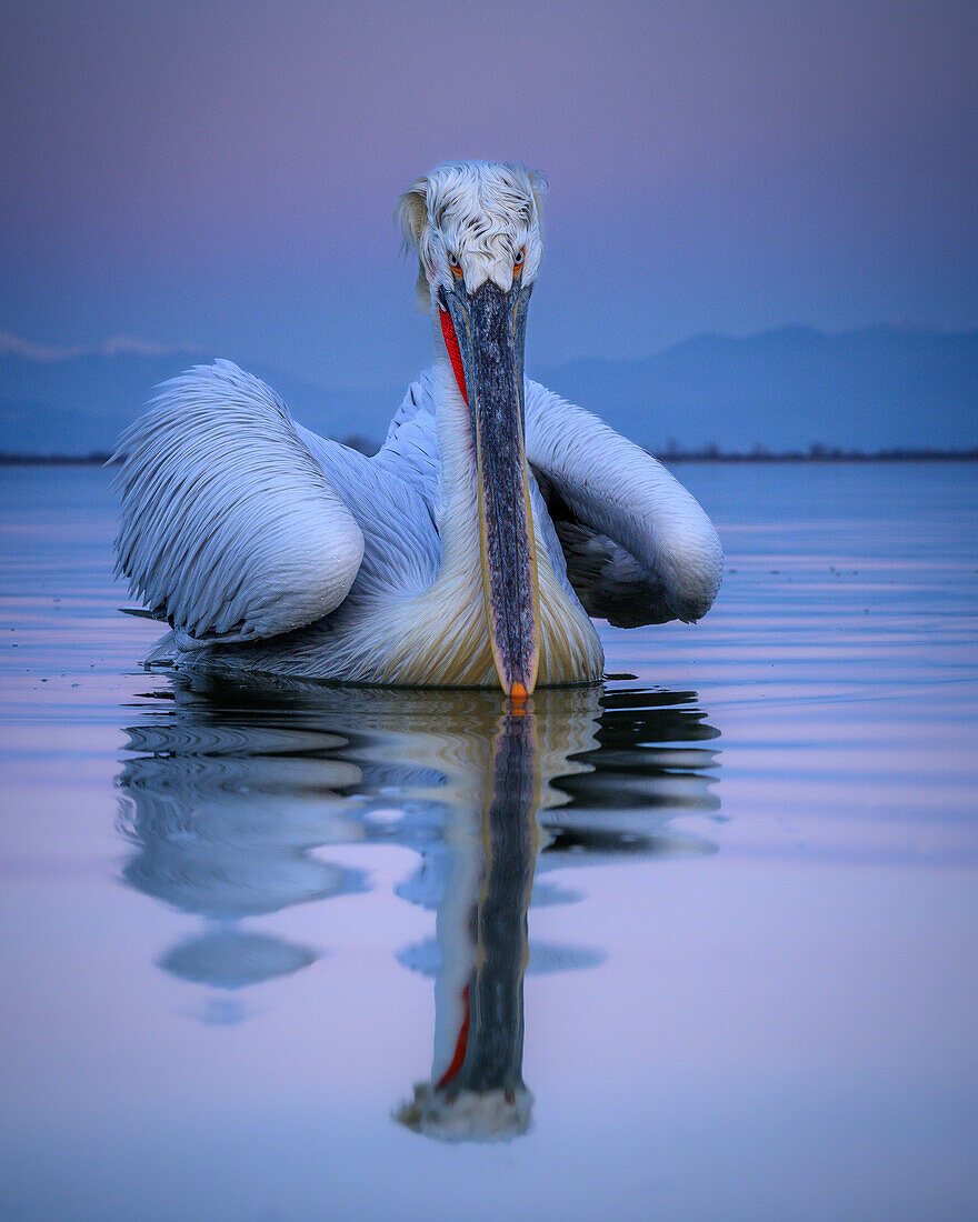 Dalmation Pelican, Lake Kerkini, Central Macdonia, Greece, Europe