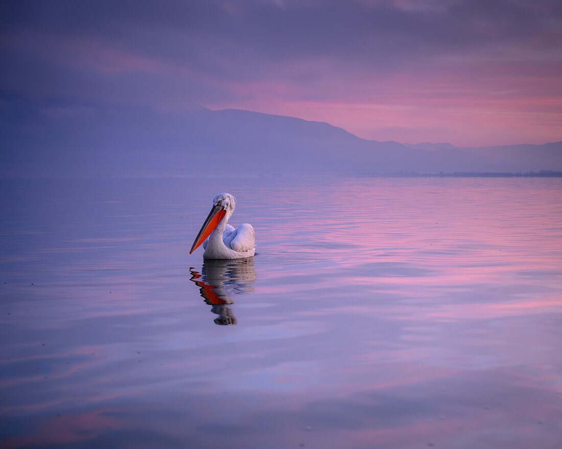 Dalmation Pelican, Lake Kerkini, Central Macdonia, Greece, Europe