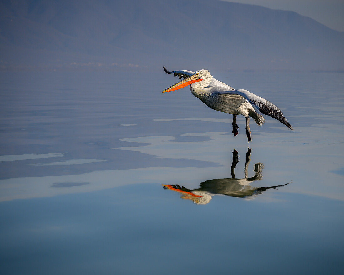 Dalmation Pelican, Lake Kerkini, Central Macdonia, Greece, Europe