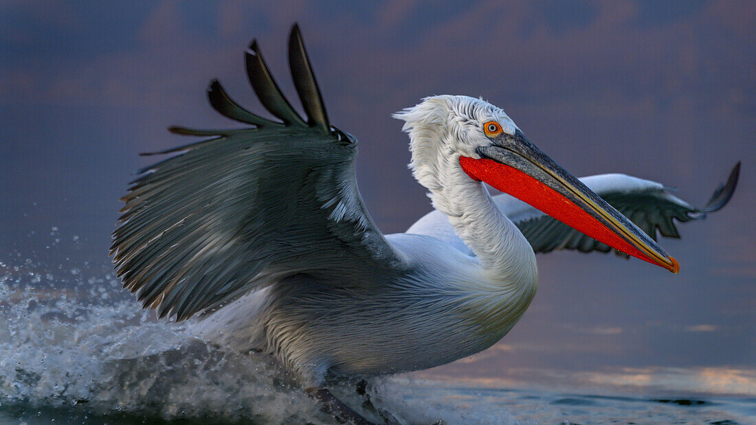 Dalmation Pelican, Lake Kerkini, Central Macdonia, Greece, Europe