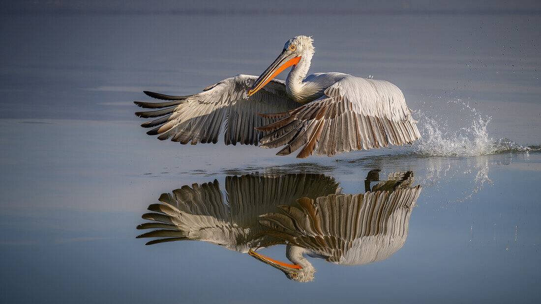 Dalmation Pelican, Lake Kerkini, Central Macdonia, Greece, Europe