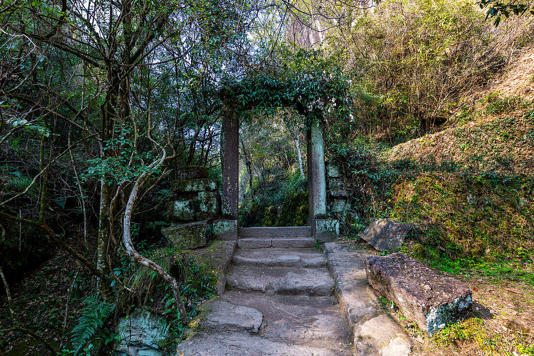 Baumplantagen, Wuyi-Gebirge, UNESCO-Welterbe, Fujian, China, Asien