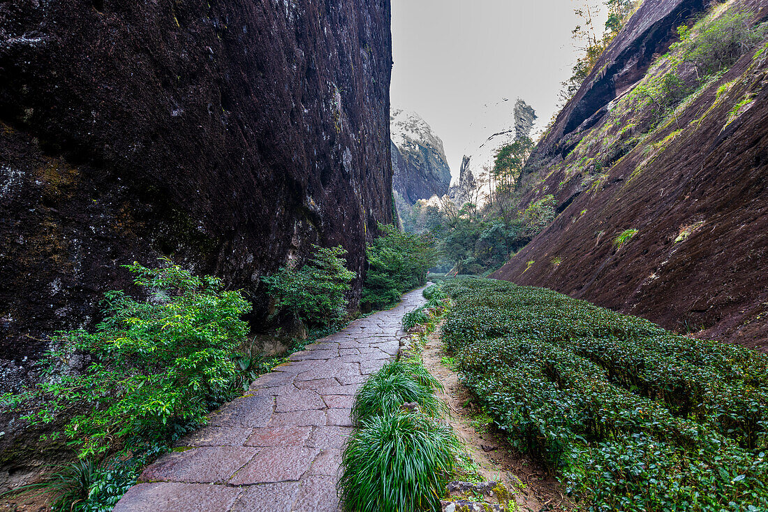 Tree plantations, Wuyi Mountains, UNESCO World Heritage Site, Fujian, China, Asia