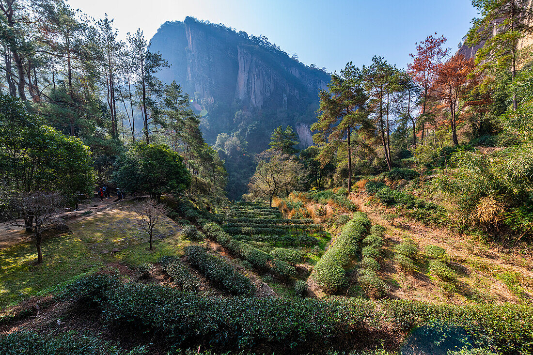 Baumplantagen, Wuyi-Gebirge, UNESCO-Welterbe, Fujian, China, Asien