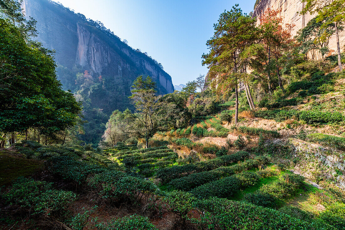 Baumplantagen, Wuyi-Gebirge, UNESCO-Welterbe, Fujian, China, Asien