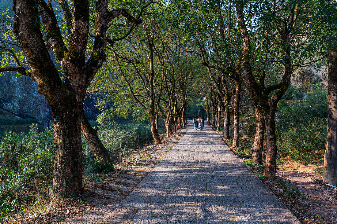 Tree plantations, Wuyi Mountains, UNESCO World Heritage Site, Fujian, China, Asia