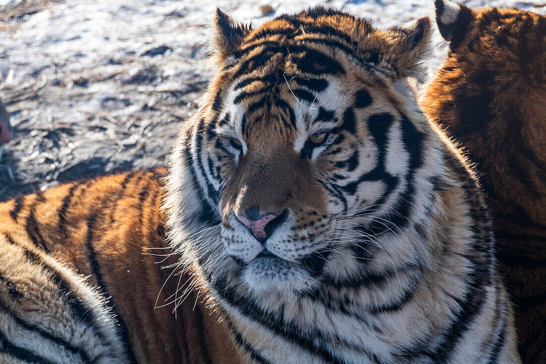 Siberian tiger (Panthera tigris tigris), Harbin Siberian Tiger Park, Harbin, Heilongjiang, China, Asia