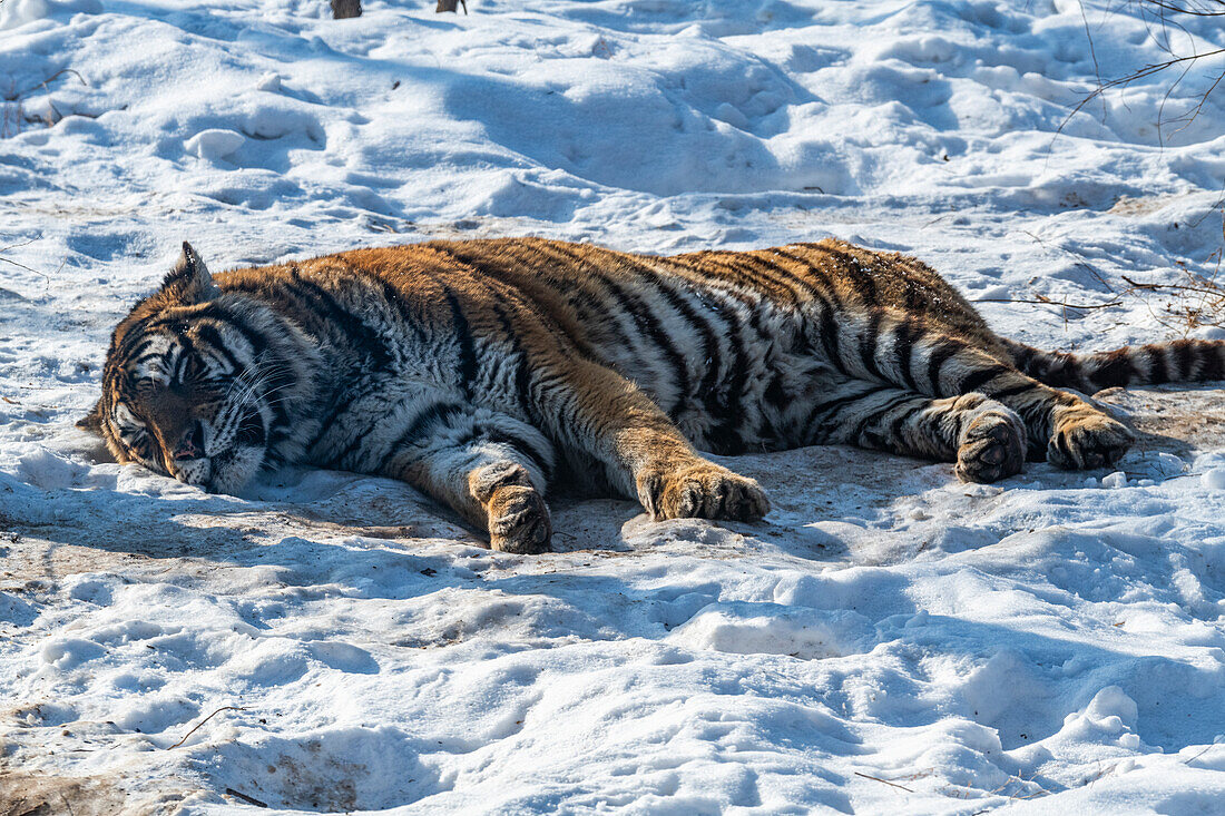 Sibirischer Tiger (Panthera tigris tigris), Harbin Park für Sibirische Tiger, Harbin, Heilongjiang, China, Asien