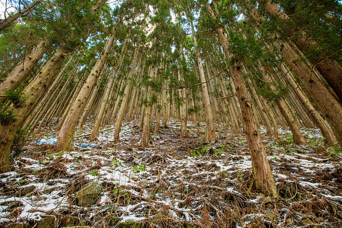 Forest in Hakuba, Nagano Prefecture, Honshu, Japan, Asia