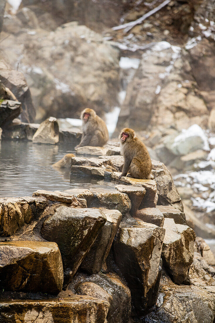 Schneeaffen im Snow Monkey Park, Jigokudani, Präfektur Nagano, Honshu, Japan, Asien