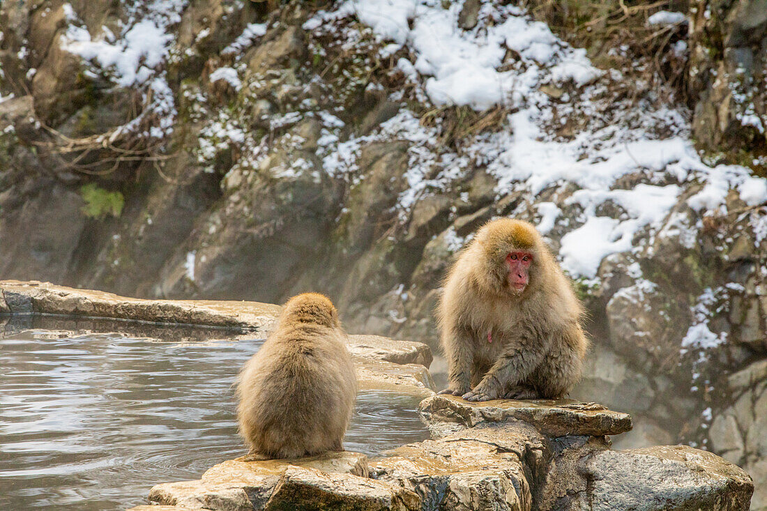 Schneeaffen im Snow Monkey Park, Jigokudani, Präfektur Nagano, Honshu, Japan, Asien