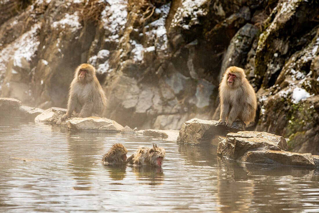 Schneeaffen im Snow Monkey Park, Jigokudani, Präfektur Nagano, Honshu, Japan, Asien